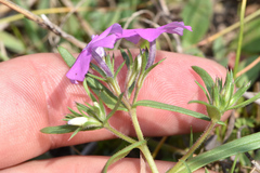 Phlox cuspidata