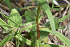 Phlox cuspidata