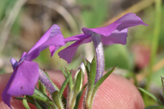 Phlox cuspidata