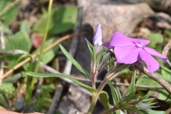 Phlox cuspidata