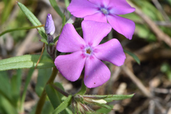 Phlox cuspidata