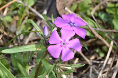 Phlox cuspidata