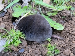 Scalopinae