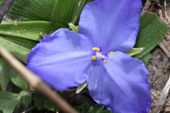 Tradescantia humilis