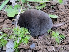 Scalopinae