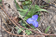 Tradescantia humilis