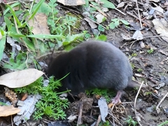 Scalopinae
