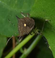 Proxys albopunctulatus