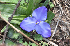 Tradescantia humilis