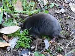 Scalopinae