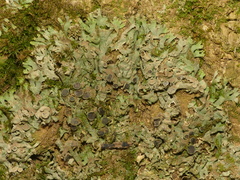 Phaeophyscia leana