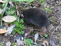Scalopinae