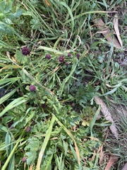 Sanicula bipinnatifida