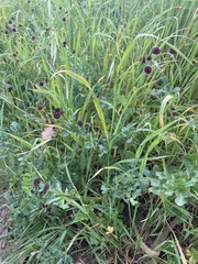 Sanicula bipinnatifida