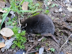Scalopinae