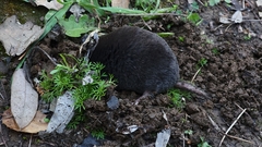 Scalopinae