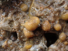 Tethya stolonifera