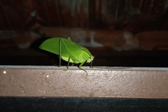 Tettigoniidae