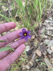 Sisyrinchium bellum