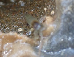 Betaeopsis aequimanus