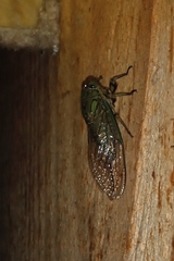 Carineta