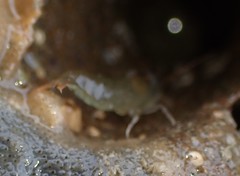 Betaeopsis aequimanus