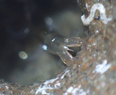Betaeopsis aequimanus