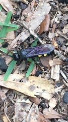 Pygodasis quadrimaculata