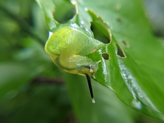 Gaeotis nigrolineata