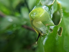 Gaeotis nigrolineata