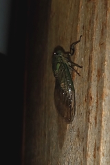 Carineta