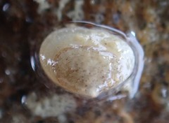 Borniola reniformis