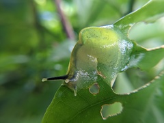 Gaeotis nigrolineata