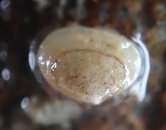 Borniola reniformis