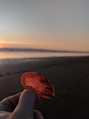 Sanguinolaria