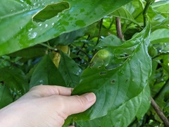 Gaeotis nigrolineata