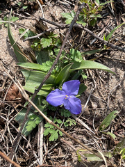 Tradescantia humilis
