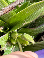Tradescantia humilis