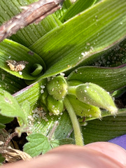Tradescantia humilis