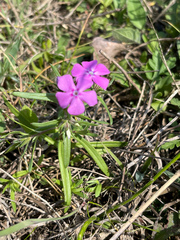 Phlox cuspidata