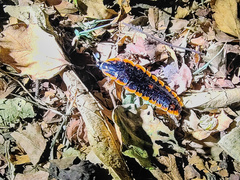 Lamprigera tenebrosa