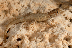 Pristurus abdelkuri