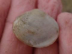 Pseudarcopagia disculus