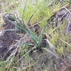 Yucca schidigera