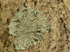 Phaeophyscia leana