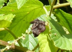 Helias phalaenoides