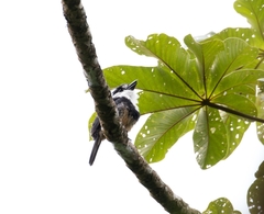 Notharchus swainsoni