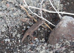 Liolaemus villaricensis
