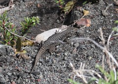 Liolaemus villaricensis
