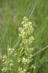 Valeriana edulis